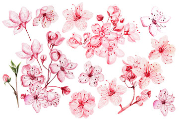 Set, collection of Cherry flowers, petals and leaves in watercolor style isolated on white background.
