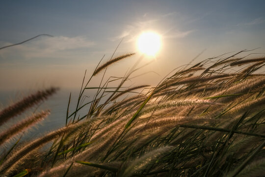 sunset in the grass