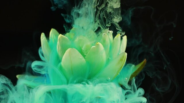 Slow motion of blue and yellow color ink paint in water flowing on lotus flower