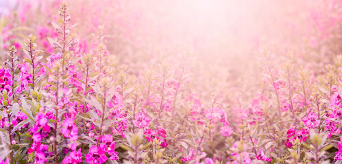 purple flower plant on soft light background, invitation card and banner website design concept
