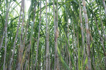 Sugarcane with a natural background. Indonesian call it tebu