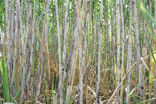 Sugarcane with a natural background. Indonesian call it tebu