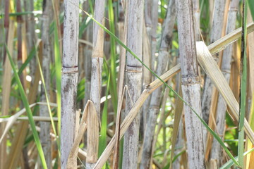 Fototapeta premium Sugarcane with a natural background. Indonesian call it tebu
