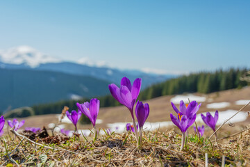 Spring flowering crocus on the slopes and mountain valleys of the Ukrainian Carpathian Mountains...