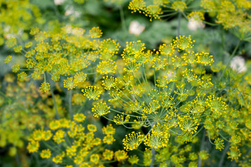 Fresh dill (Anethum graveolens) growing on the vegetable bed. Annual herb, family Apiaceae.  Growing fresh herbs. Green plants in the garden, ecological agriculture for producing  healthy food concept