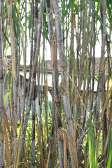 Sugarcane with a natural background. Indonesian call it tebu