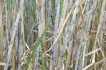 Sugarcane with a natural background. Indonesian call it tebu