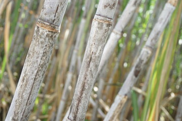 Sugarcane with a natural background. Indonesian call it tebu