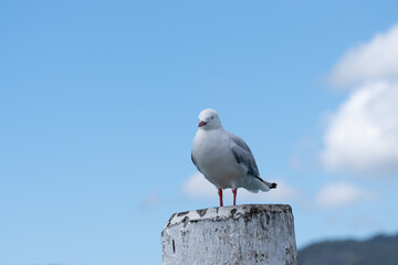 Red billed gull on wharf post