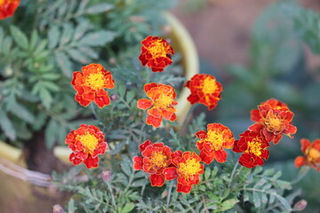 red and yellow flowers