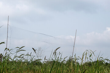 Farmer's Bird Net, To prevent birds from eating the rice they planted in Thailand.