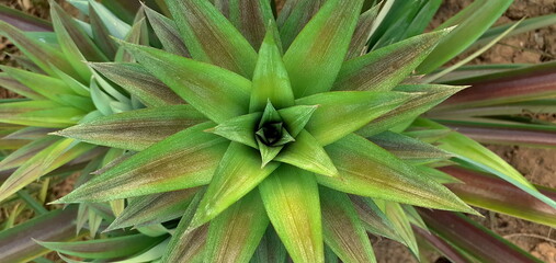 Obraz premium The pineapple spigot was focus on top among a garden, with light green mid leave in green background, tropical orchard in south of Thailand.