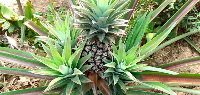 Bright pineapple still raw on the farm, with spigot around attached, The background in a tropical garden, south of Thailand.