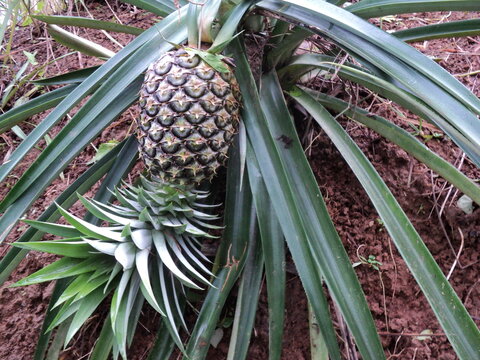 Bright picture pineapple still raw on the farm, with spigot attached, The background in tropical garden, south of Thailand.