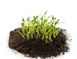 microgreen peas growing in the ground on a white background, top view