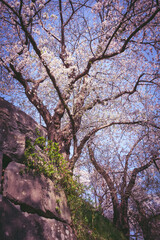 Obraz premium 桜のある風景