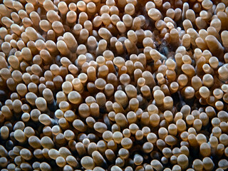 Sea anemone tentacles and anemone shrimp 