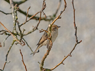 House sparrow, Haussperling (Passer domesticus)