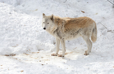 Tundra wolf.
This animal lives in the territory covering the tundra and forest-tundra of Eurasia from Finland to Kamchatka. It is found in the taiga and on the Arctic coast.