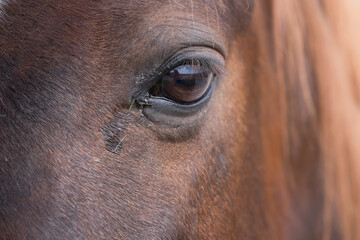 Close up of the head of a brown horse with some small blades of grass in the corner of the eye. Landscape is mirrored in the curvature of the eye. Focus on the lashes