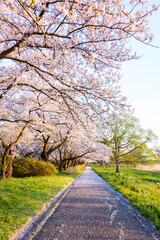 桜のある風景