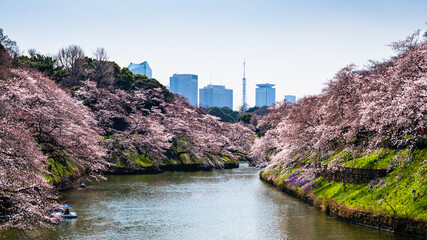 Fototapeta premium 桜のある風景