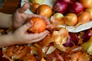 Preparing for Easter. A child is peeling onions to paint eggs. Onion husk on a wooden background. Russian family traditions