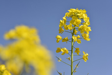カブの花　菜の花に似た花