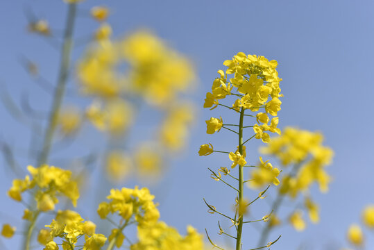 カブの花 Images Browse 19 Stock Photos Vectors And Video Adobe Stock
