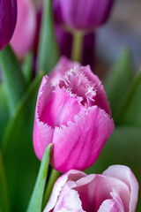 Pink tulip close up. A flower with petals cut and torn at the edges. The background is blurry. 