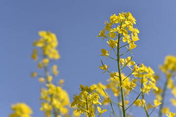 カブの花　菜の花に似た花