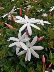 Three White Jasmine flowers with little red buds with green tree in background