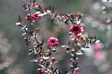 ギョリュウバイ