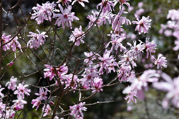シデコブシ　花模様