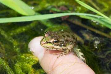 The marsh frog (lat. Pelophylax ridibundus), of the family Ranidae.
