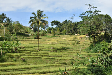 Fototapeta na wymiar rice paddy and coconut tree