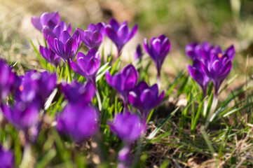 Grupa krokusów kwitnąca w ogrodzie. Fioletowe krokusy (Crocus vernus (L.) Hill). Wiosenne kwiaty....