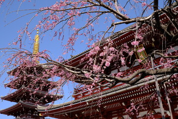 浅草　浅草寺の枝垂れ桜