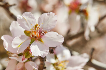 Blooming almond tree flowers close up.