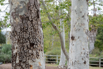 Obraz premium Tress at forest trail