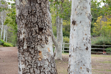 Tress at forest trail