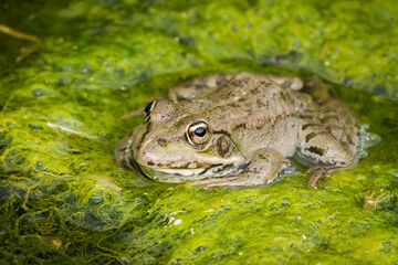 The marsh frog (lat. Pelophylax ridibundus), of the family Ranidae.