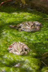 Fototapeta premium The marsh frog (lat. Pelophylax ridibundus), of the family Ranidae.