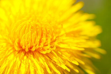 Dandelion close-up. Abstract natural background