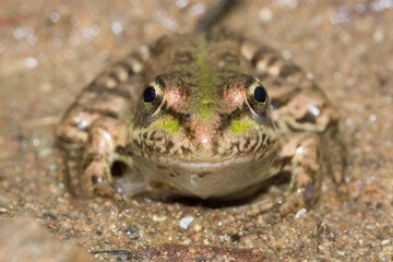 The marsh frog (lat. Pelophylax ridibundus), of the family Ranidae.
