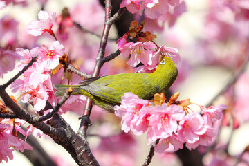 White-eye happily pecking cherry blossoms.