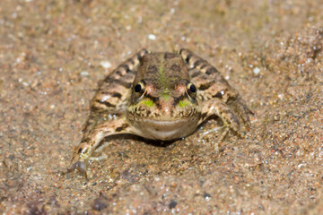 The marsh frog (lat. Pelophylax ridibundus), of the family Ranidae.