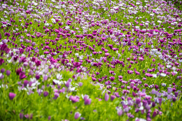 Obraz na płótnie Canvas Purple flowers and green grass