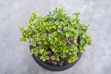 Small decorative tree, little Tree in the pots isolated. Eco concept with copy space for text or art work design. Terminalia ivorensis.