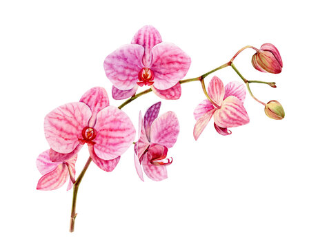 Watercolor Orchid. Big pink flower and buds on the branch. Colourful tropical plant in bloom isolated on white. Realistic botanical illustration